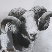 Jacob Ram