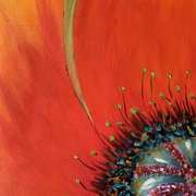 Coquelicot