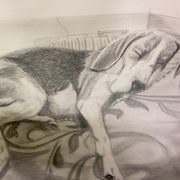 Sleeping Beagle Study
