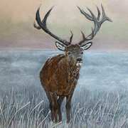 Red Stag Red Stag