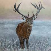 Red Stag