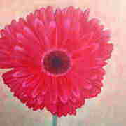 GERBERA