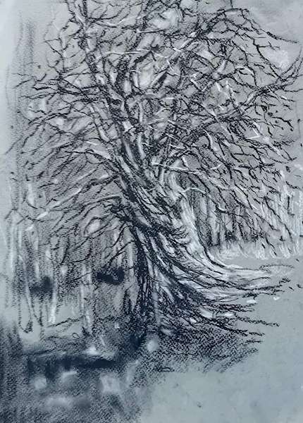 painting, Ancient Tree, charcoal on fabriano paper, 10 x 14 inches