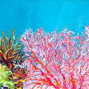 Fonds Marins Pink Coral