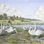 Whooper Swans,Lough Gara,Co. Sligo
