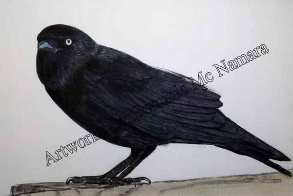 painting, Jackdaw, charcoal and soft pastel, 120 x 80 cm