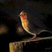 Robin at Night