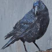 The Common Crow