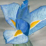 Blue Iris Blue Iris