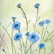 Cornflower Cornflower