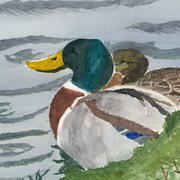 Ducks Ducks