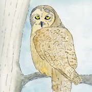 Owl Owl