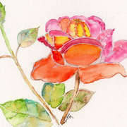 The Rose The Rose