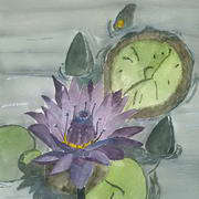 Water Lilies Water Lilies
