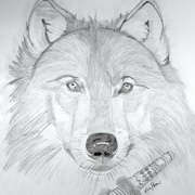 Wolf and Feather Wolf and Feather