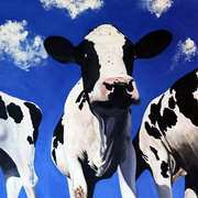 Curious Cow