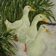 Ducks