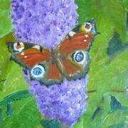 Peacock Butterfly2010