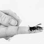 The Wasp