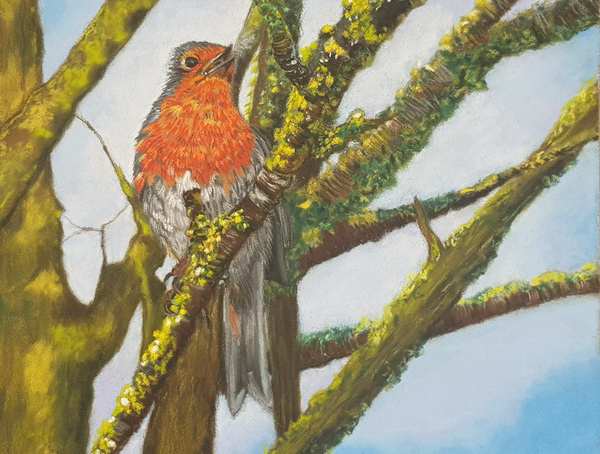 painting, Red Robin, soft pastel, 10 x 8 inches