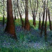 Ballycastle Bluebells