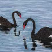 New Zealand Swans