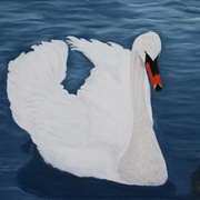 Sallins Swan