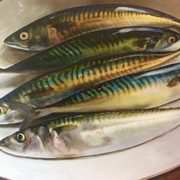Fresh Mackerel