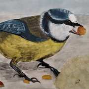 Bluetit Feeding Bluetit Feeding