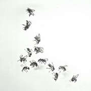 Thirteen Bees