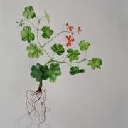 Geranium Ivy