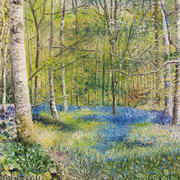 Carpet of Bluebells In Jenkinstown Wood