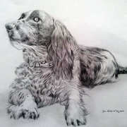 Dog Study