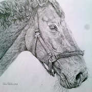 Horse Study