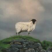 Ram of Achill Ram of Achill