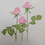 Roses Trio Attention