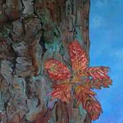 Red Oak In Wicklow