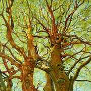 Trees In Sunshine Wicklow