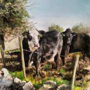 Moody Cow Moody Cow