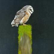 Barn Owl