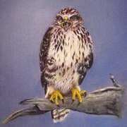 Buzzard