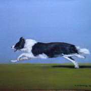Collie In a Hurry