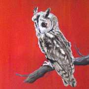 Long Eared Owl - Ceann Cait