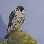 Peregrine Falcon - Fabhcun Gorm