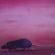 Rat