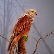 Red Kite - Cur Rua