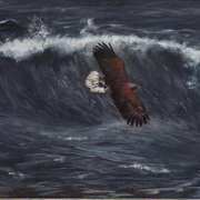 Sea Eagle - Iolar Mara