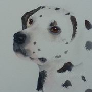 Dalmatian Dalmatian