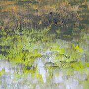 swamp