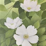 Irish art | White Wild Roses by Margaret McGonigle | Irish artist